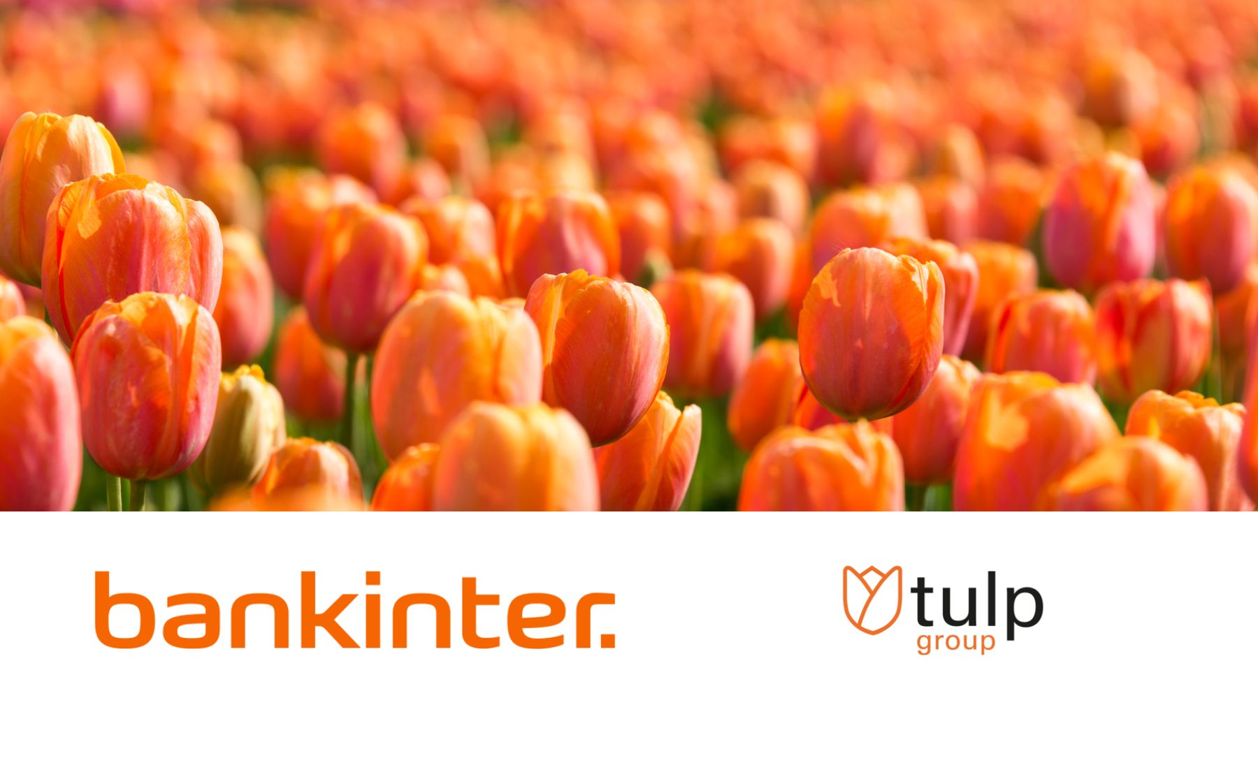 bankinter-tulp-group-3 para sala comunicacion OK.jpg